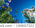 Flower field, wide angle view from the ground 140607322