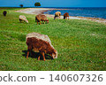 Sheep grazing on lake shore in summer 140607326