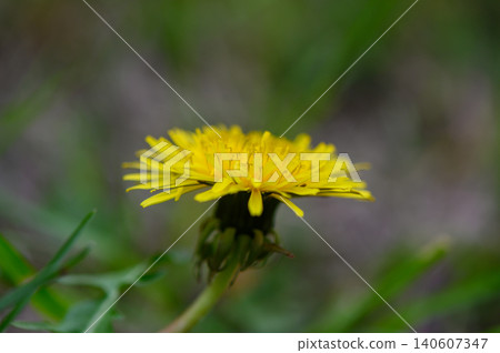 Macro of Yellow Dandelion with Intricate Petals and Soft Green Background Macro of Yellow Dandelion with Intricate Petals and Soft Green Background 140607347