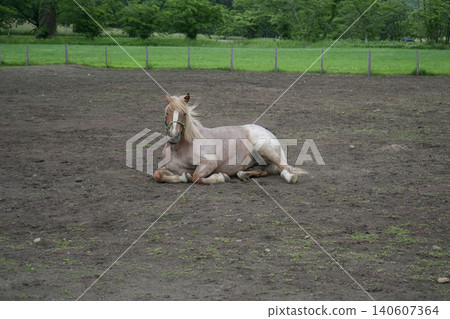Scenery seen at Koiwai Farm in Iwate Prefecture Scenery seen at Koiwai Farm in Iwate Prefecture 140607364