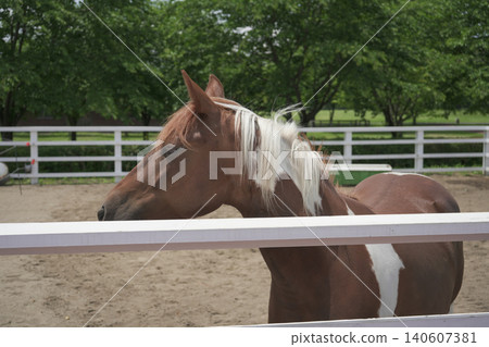 Scenery seen at Koiwai Farm in Iwate Prefecture 140607381
