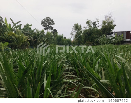 Lush Green Agricultural Field with Tropical Trees in Rural Thailand Lush Green Agricultural Field with Tropical Trees in Rural Thailand 140607432