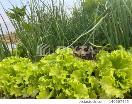 Fresh Green Lettuce and Spring Onions Growing in an Organic Vegetable Garden Fresh Green Lettuce and Spring Onions Growing in an Organic Vegetable Garden 140607435