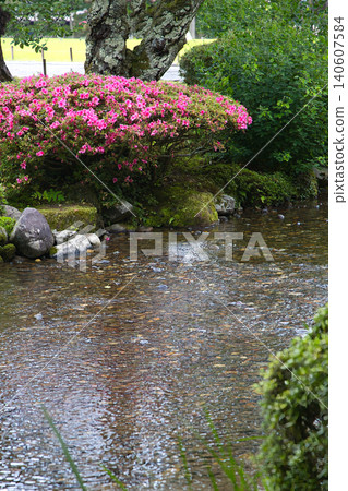 鮮豔的粉紅色杜鵑花在河面的襯托下顯得格外美麗。 140607584