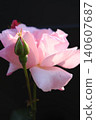 A landscape with pink roses and buds. 140607687