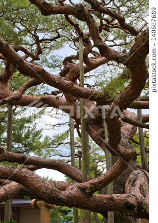 The branches of the Japanese red pine are like a maze. The branches of the Japanese red pine are like a maze. 140607689