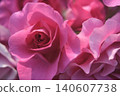 Pink rose flowers are blooming 140607738