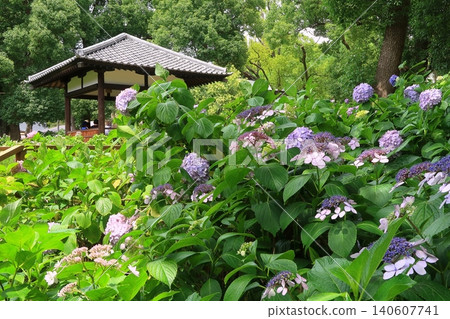 京都神社寺廟,藤森神社,駿馬,馬,繡球花,花園,雨季,鮮花 京都神社寺廟,藤森神社,駿馬,馬,繡球花,花園,雨季,鮮花 140607741