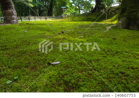 兼六園的苔蘚地毯 兼六園的苔蘚地毯 140607753