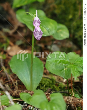 Seagull orchids blooming in the mountains in early summer 140607797