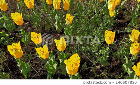 A pop art style graphic of a field of yellow tulips that color the spring season. A pop art style graphic of a field of yellow tulips that color the spring season. 140607850