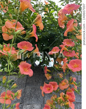 Trumpet vine in the rainy season Trumpet vine in the rainy season 140607897
