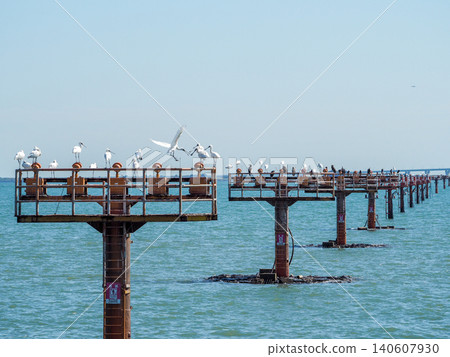A flock of black-faced spoonbills perch on a guide light, flapping their wings and performing courtship rituals. A flock of black-faced spoonbills perch on a guide light, flapping their wings and performing courtship rituals. 140607930