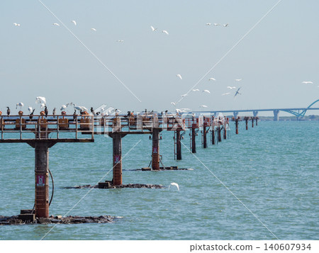 一群黑臉琵鷺棲息在海上的導燈上，然後飛走。 140607934