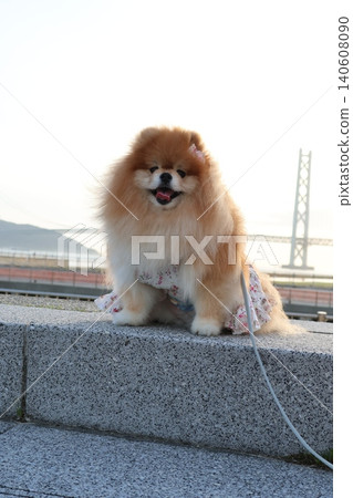 一隻毛茸茸的博美犬在黃昏時分微笑 一隻毛茸茸的博美犬在黃昏時分微笑 140608090