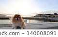 黃昏和一隻毛茸茸的博美犬 140608091