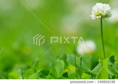 Natural background of white clover and clover Natural background of white clover and clover 140608196