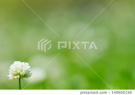 White clover, enveloped in gentle green White clover, enveloped in gentle green 140608199