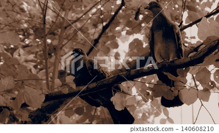 A pair of Oriental Turtle Doves rest their wings on a branch high up in a tree, creating a nostalgic sepia-toned image. A pair of Oriental Turtle Doves rest their wings on a branch high up in a tree, creating a nostalgic sepia-toned image. 140608210