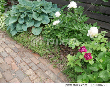一座玫瑰和牡丹盛開的花園。 一座玫瑰和牡丹盛開的花園。 140608222