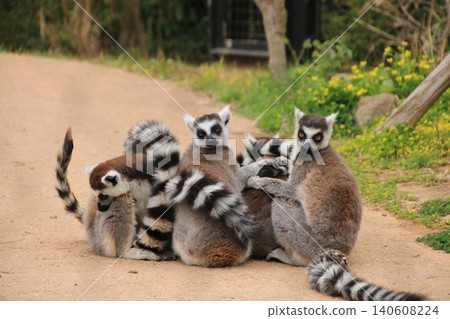 Parent and child of the western lemur Parent and child of the western lemur 140608224