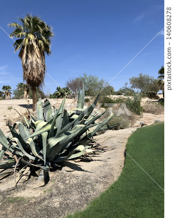 Palm trees and desert plants standing on the golf course in La Quinta Palm trees and desert plants standing on the golf course in La Quinta 140608278