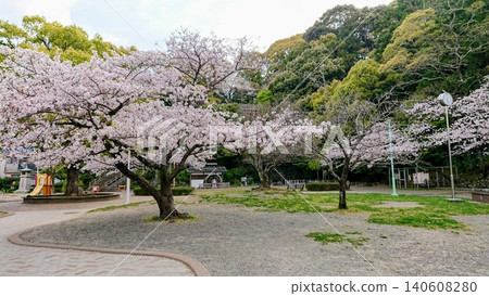 A photograph of cherry blossoms in full bloom taken in a park in Shizuoka Prefecture. The pale pink cherry blossoms line the path and lawn, creating a beautiful spring scene. A photograph of cherry blossoms in full bloom taken in a park in Shizuoka Prefecture. The pale pink cherry blossoms line the path and lawn, creating a beautiful spring scene. 140608280