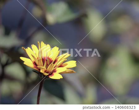 黃色的花朵在街角 黃色的花朵在街角 140608323