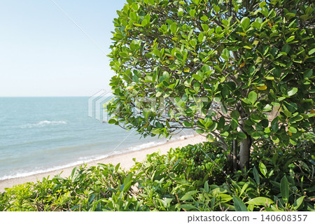 Lush green foliage frames a serene view of the ocean and sandy beach with blue sky Lush green foliage frames a serene view of the ocean and sandy beach with blue sky 140608357