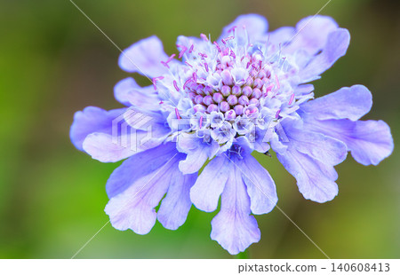 白馬五龍高山植物園的 Scabiosa 白馬五龍高山植物園的 Scabiosa 140608413