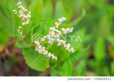 白馬五龍高山植物園的小山蕎麥 白馬五龍高山植物園的小山蕎麥 140608421