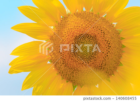 A sunflower of sunflower field Sunflower A sunflower of sunflower field Sunflower 140608455