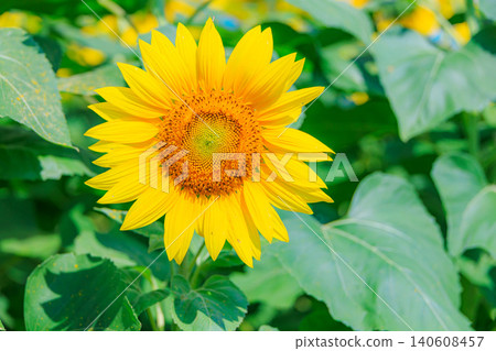 A sunflower of sunflower field Sunflower A sunflower of sunflower field Sunflower 140608457