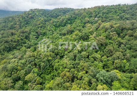 Tropical forests can absorb large amounts of carbon dioxide from the atmosphere. Tropical forests can absorb large amounts of carbon dioxide from the atmosphere. 140608521