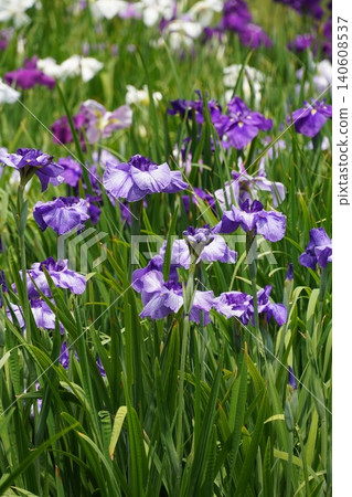 [Vertical Layout] Imperial Palace East Garden: Light purple irises with beautiful striped patterns (background material for smartphones) 140608537