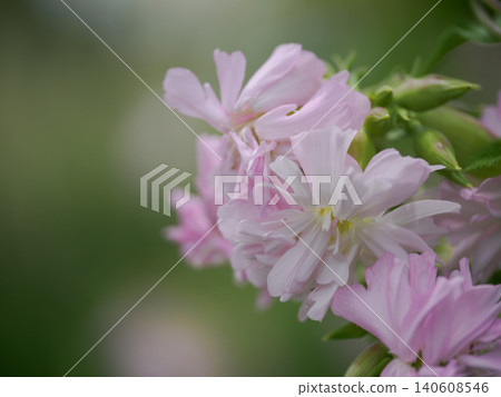 Pale pink soapwort Pale pink soapwort 140608546