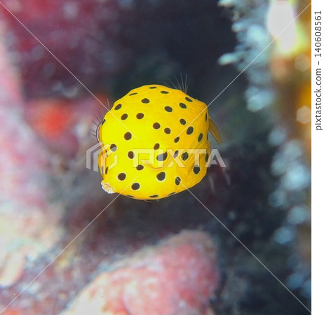 Yellow Southern Boxfish juvenile, small mouth, close-up. Yellow Southern Boxfish juvenile, small mouth, close-up. 140608561