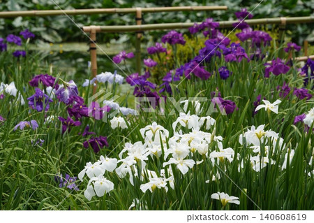 Vibrantly colored irises bloom against the backdrop of a bamboo fence in the East Garden of the Imperial Palace. 140608619