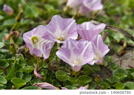 Coast bindweed Coast bindweed 140608780