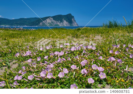 Beach morning glories and cape Beach morning glories and cape 140608781