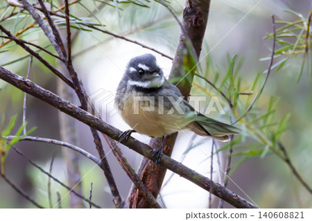 A Superb Fairywren sitting in a tree in a forest in the Blue Mountains A Superb Fairywren sitting in a tree in a forest in the Blue Mountains 140608821