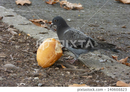A grey pigeon eating a bread roll in a shopping centre carpark 140608823