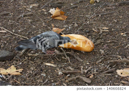 A grey pigeon eating a bread roll in a shopping centre carpark A grey pigeon eating a bread roll in a shopping centre carpark 140608824