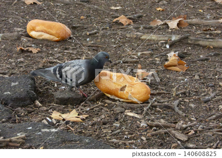 A grey pigeon eating a bread roll in a shopping centre carpark A grey pigeon eating a bread roll in a shopping centre carpark 140608825