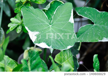 Albomarginata, Araceae or Xanthosoma sagittifolium L Schott Albomarginata or Xanthosoma sagittifolium or Mickey Mouse Plant Albomarginata, Araceae or Xanthosoma sagittifolium L Schott Albomarginata or Xanthosoma sagittifolium or Mickey Mouse Plant 140608829
