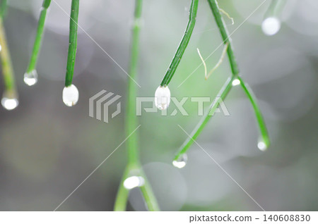 Rhipsalis quellebambensis or Rhipsalis, Rhipsalis baccifera or Rhipsalis cereuscula with white flower Rhipsalis quellebambensis or Rhipsalis, Rhipsalis baccifera or Rhipsalis cereuscula with white flower 140608830