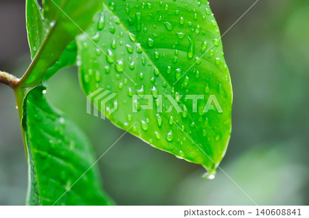 Philodendron pedatum Glad Hands or ARACEAE , Philodendron plant and rain droplet Philodendron pedatum Glad Hands or ARACEAE , Philodendron plant and rain droplet 140608841