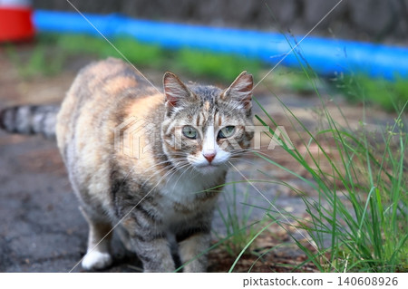 Roadside grass and stray cats Roadside grass and stray cats 140608926