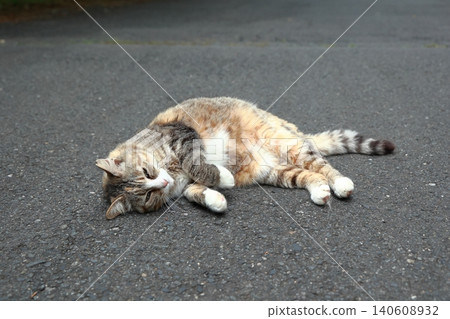 A stray cat lying lazily in the middle of the road. A stray cat lying lazily in the middle of the road. 140608932