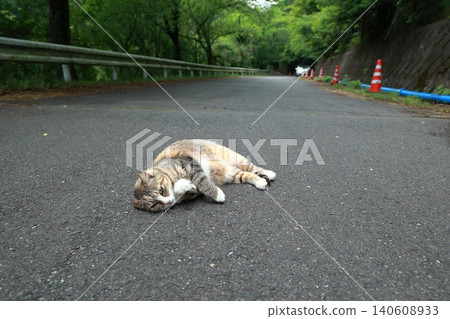 A stray cat lying lazily in the middle of the road. A stray cat lying lazily in the middle of the road. 140608933